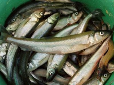 Mėgėjiška stintų žvejyba kartais virsta versline - Lietuva ir Baltijos šalys