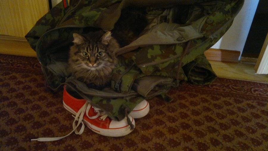 Участник №7 конкурса «Мой домашний любимец» - Конкурсы для читателей