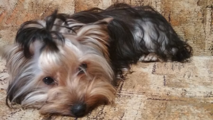 Участник №23 конкурса «Мой домашний любимец» - Конкурсы для читателей