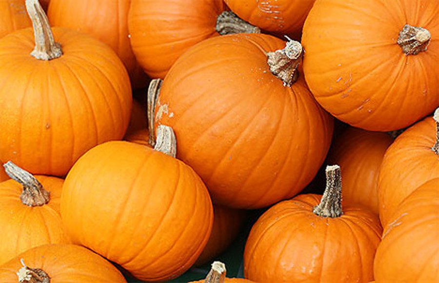 Специалисты выявили пользу тыквы для домашних питомцев - Наука и здоровье