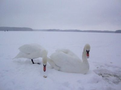 Лебеди на Висагинском озере     - В Висагинасе