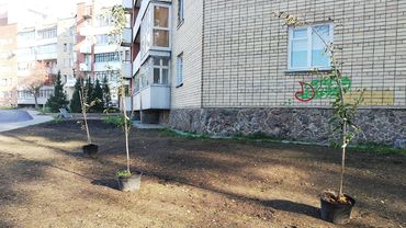 Началось озеленение дворов квартала Парко-Седулинос