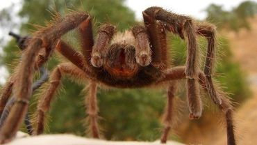 Австралийский городок Бовен наводнили гигантские ядовитые пауки
