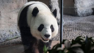 Dvynukai: Berlyno zoologijos sodo didžioji panda Meng Meng atsivedė jauniklius