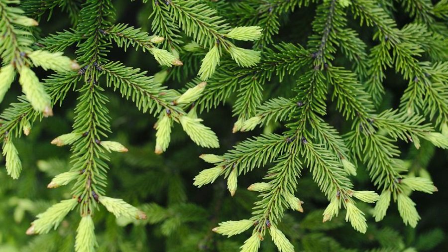 Принеси Рождество в свой дом! - В Висагинасе