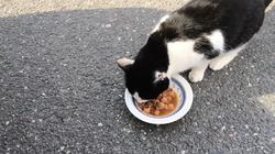 Кошки: возвращение. Мнение ветеринаров (видео)