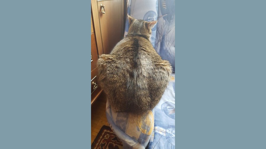 Участник №1 конкурса «Что бы это значило?» - Конкурсы для читателей