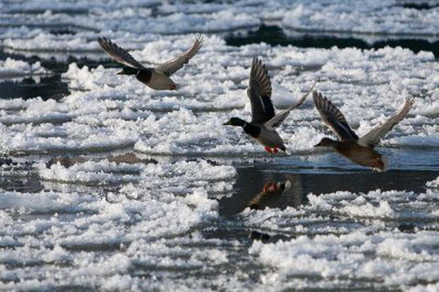 Savaitės orai: savaitgalį vėl paspaus šaltukas - Lietuva ir Baltijos šalys