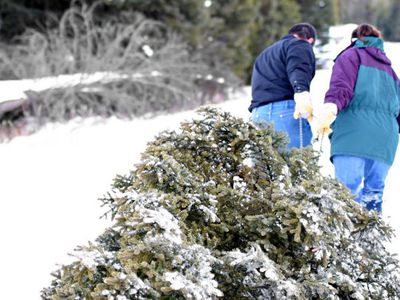 Где в Висагинасе можно оставить новогоднюю елку? - В Висагинасе