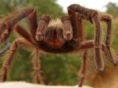Австралийский городок Бовен наводнили гигантские ядовитые пауки - Наука и здоровье