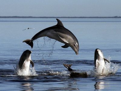 Ученые зафиксировали аномально высокую смертность дельфинов - В Мире