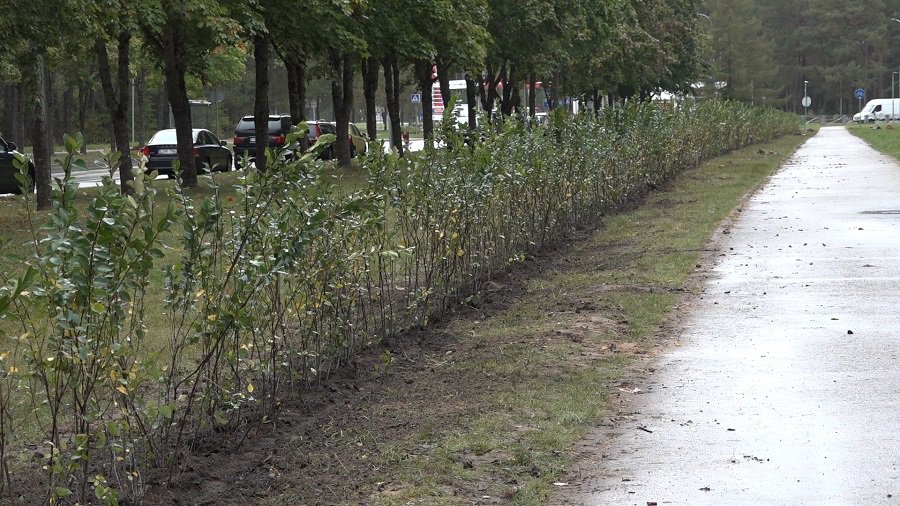 Обновление зеленых насаждений (фотогалерея) - В Висагинасе