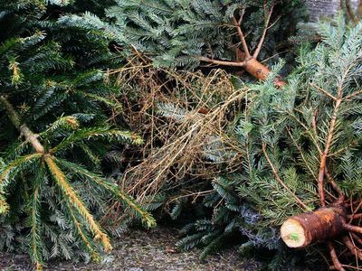 Объявлены места сбора отслуживших новогодних елочек - В Висагинасе