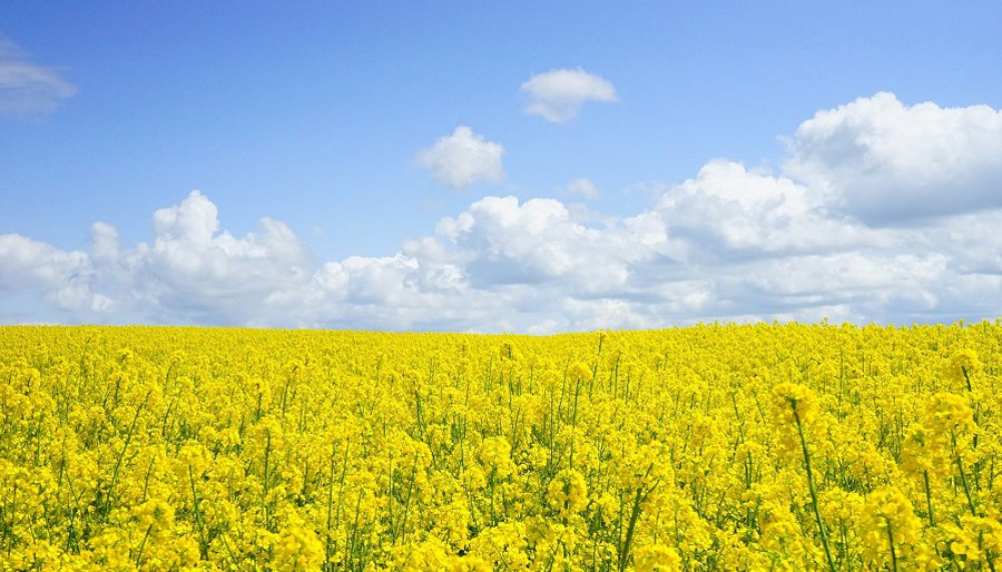 Lietuvoje vėl tikimasi rekordinio grūdų ir rapsų derliaus - Lietuva ir Baltijos šalys