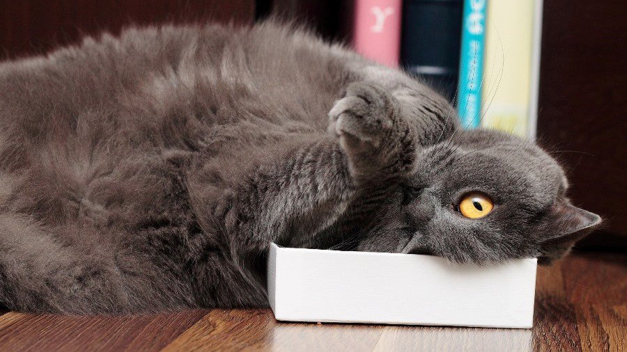 Участник № 38 конкурса «Мой домашний любимец» - Конкурсы для читателей