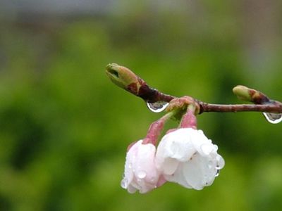 Погода: В ближайшие дни в Литве потеплеет, возможны дожди - Литва и страны Балтии