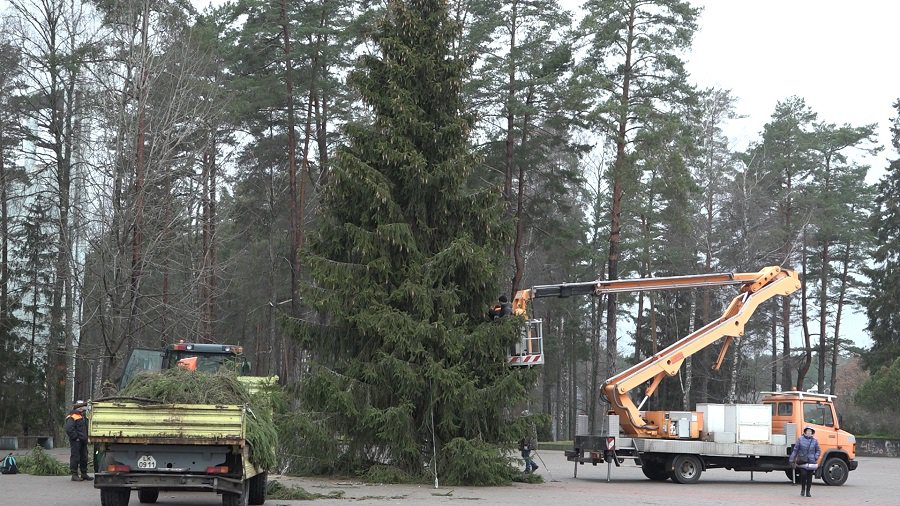 На площади Сантарвес устанавливают новогоднюю елку - В Висагинасе