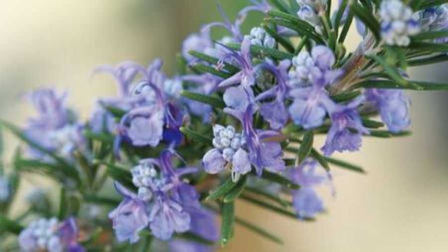 Розмарин — подмога в лечении заболеваний глаз - Наука и здоровье