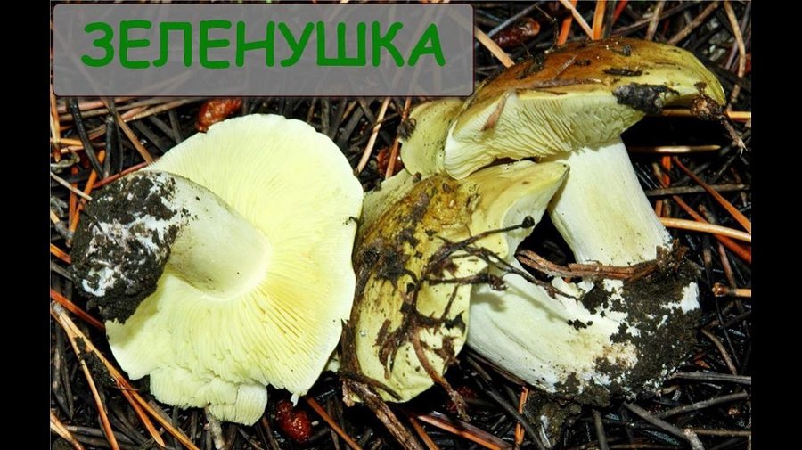 Если по-прежнему будет тепло, дзукийцы смогут собирать грибы до Рождества - Литва и страны Балтии