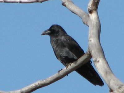 Как у нас регулируется численность ворон - В Висагинасе