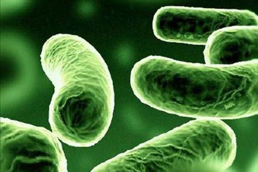 37 миллионов бактерий летает в вашей комнате - Наука и здоровье