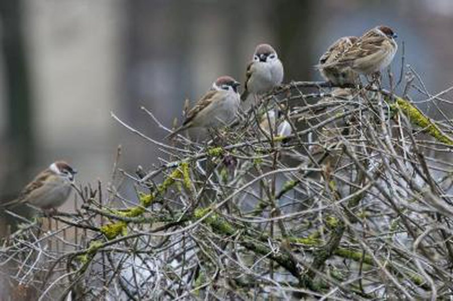 Savaitgalis bus vėsus ir drėgnas - Lietuva ir Baltijos šalys