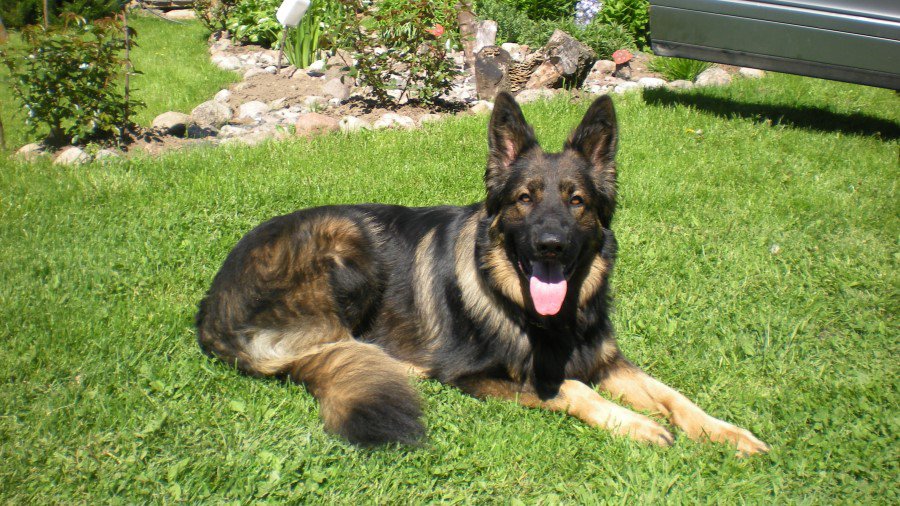 Участник № 39 конкурса «Мой домашний любимец» - Конкурсы для читателей