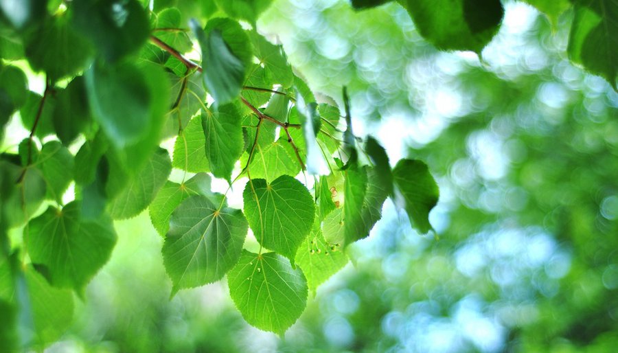 Погода: установится типичная для литовского лета температура - Литва и страны Балтии