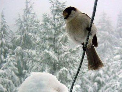 Šią savaitę Lietuvoje bus šalta ir žvarbu - Lietuva ir Baltijos šalys