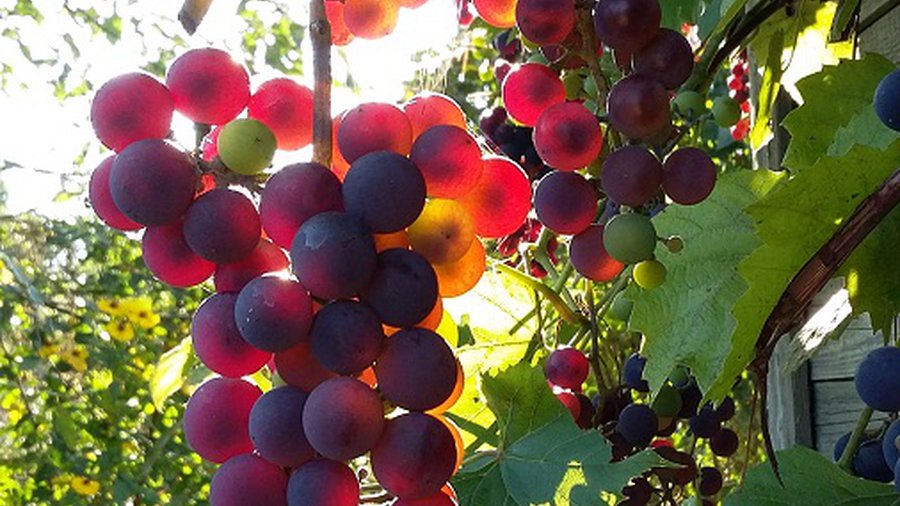 Фото № 18 конкурса «Осенние дары леса» - Конкурсы для читателей