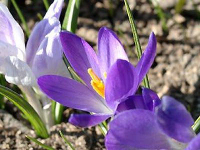 Аномальная зима в Литве: растения расцветают, лебеди не улетели, а людей кусают комары - Литва и страны Балтии