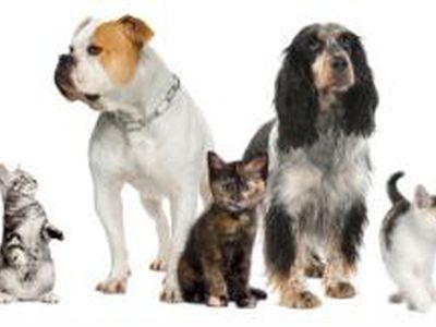 Нищета гонит жителей Литвы в ветеринарные аптеки                                  - Наука и здоровье