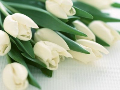 С днем рождения, дорогая наша мамочка Леночка!  - Поздравления