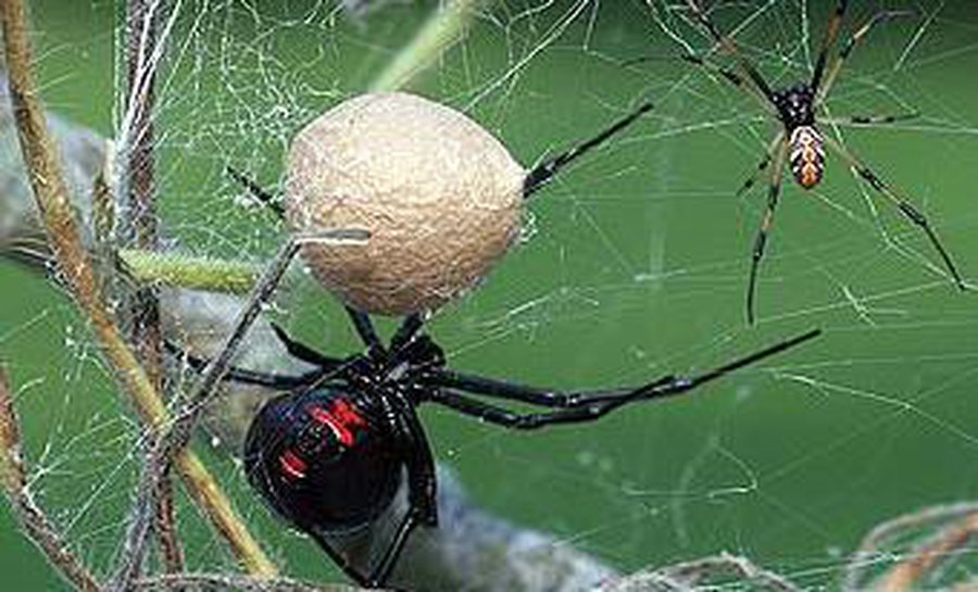 Ученые объяснили причины арахнофобии - Наука и здоровье