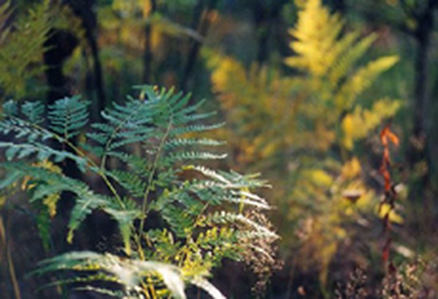 23 июня приглашаем висагинцев и гостей города на праздник «Joninnės»! - В Висагинасе