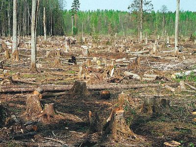 Вырубка лесов резко ускорилась по всей Европе - Энергетика