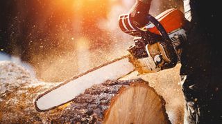 Будет проводится вырубка засохших деревьев на территории города