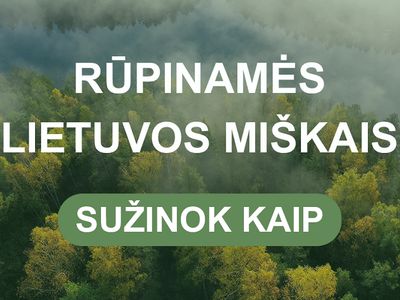 Судьба лесов на ближайшее 10-летие будет решаться 11 декабря - В Висагинасе
