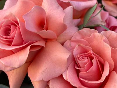 Поздравление от демократов с Международным женским днем! - Поздравления