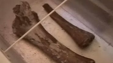 В Пензенской области найдены кости мамонта