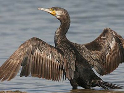 Белоруса оштрафовали за искалеченных бакланов
 - Происшествия и криминал