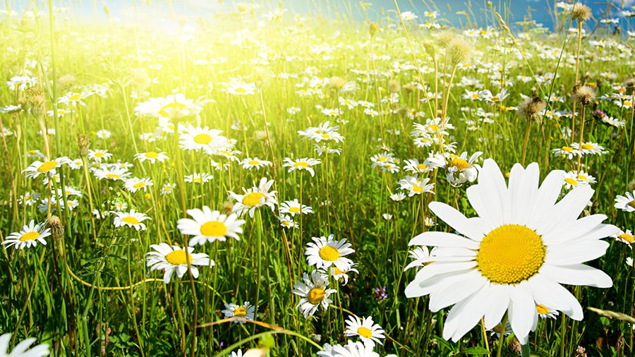 Сегодня – праздник по случаю Троицы - В Висагинасе