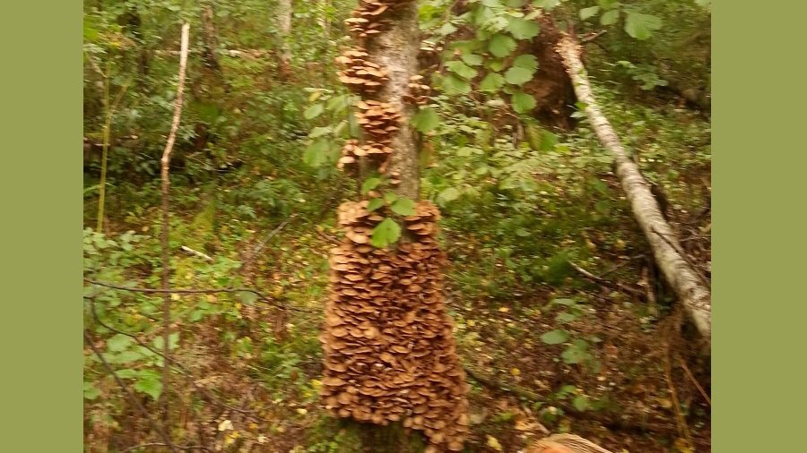 Фото № 28 конкурса «Осенние дары леса» - Конкурсы для читателей