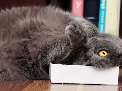 Участник № 38 конкурса «Мой домашний любимец» - Конкурсы для читателей