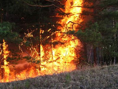 СМИ: пожар на Куршской косе продолжается, огонь уничтожил 130 га заповедного леса - Литва и страны Балтии