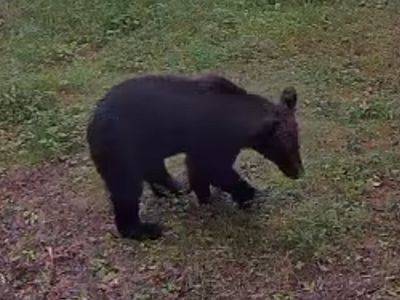 В окресностях озера Висагинас гуляет медведь - В Висагинасе