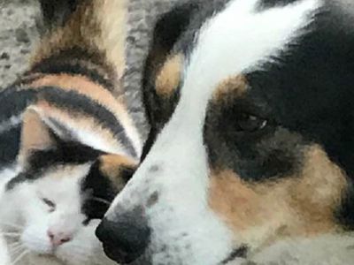 Пропали собаки.  Д. Штраупайте просит о помощи в их поиске - В Висагинасе