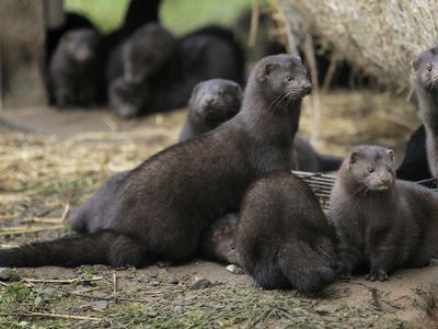 НЦОЗ: на норковой ферме в Ионавском районе – еще два случая коронавируса - Литва и страны Балтии