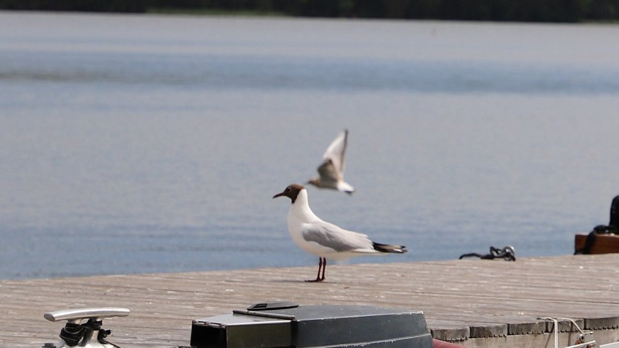 В Висагинасе зафиксирован случай птичьего гриппа А H5N1 (видео) - Служба региональных новостей