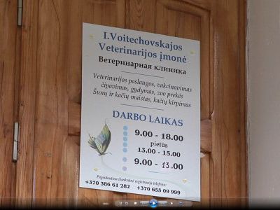 На проспекте Тайкос сбита собака                      - Происшествия и криминал